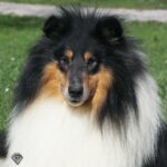 Arthur (Wicani by Sword and Sorcery