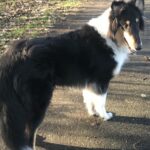 Finlay (Kingside clan)