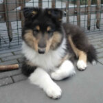 Rilan (Kingside clan)