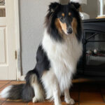 Cooper